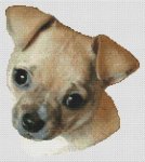 (image for) Fawn Chihuahua